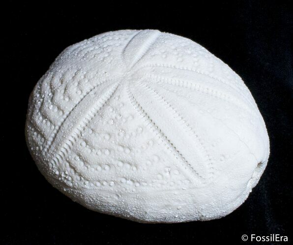 Fossil Sea Urchin From Florida - Lab Prepared #2782